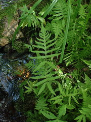 Phegopteris excelsior