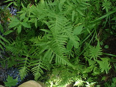 Phegopteris excelsior