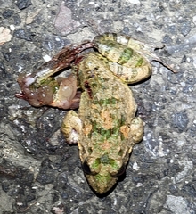 Fejervarya multistriata