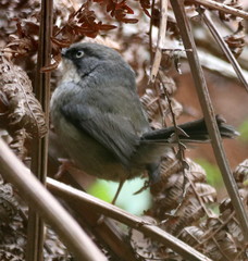 Apalis thoracica claudei