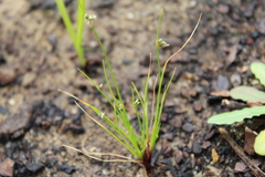 Isolepis antarctica