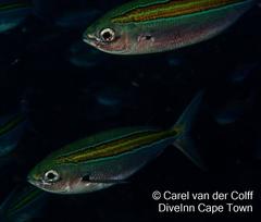 Caesio xanthalytos