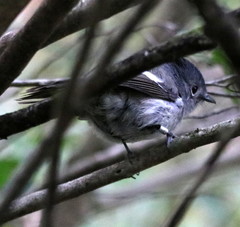 Trochocercus cyanomelas cyanomelas