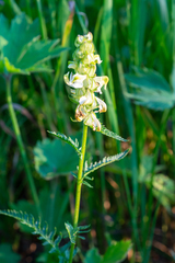 Pedicularis compacta