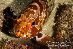 Epinephelus rivulatus