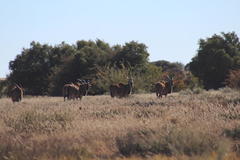 Tragelaphus oryx oryx