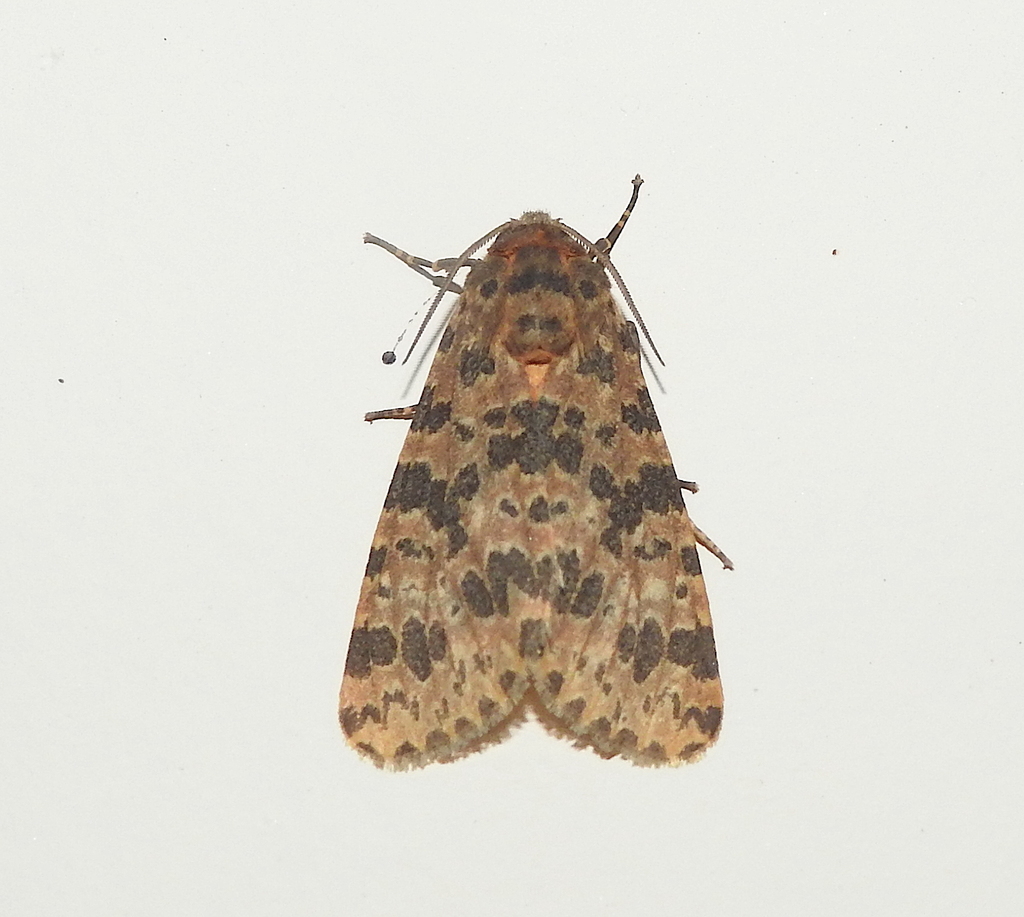 Olepa koslandana