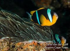 Allard's Anemonefish photo 4
