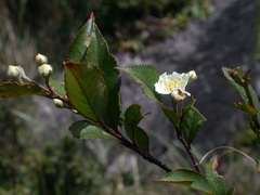 Photinia parvifolia