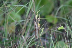 Mermiria intertexta