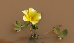 Oxalis disticha