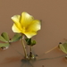 Oxalis disticha - Photo (c) desertnaturalist, algunos derechos reservados (CC BY), subido por desertnaturalist