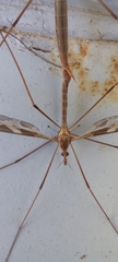 Tipula repanda