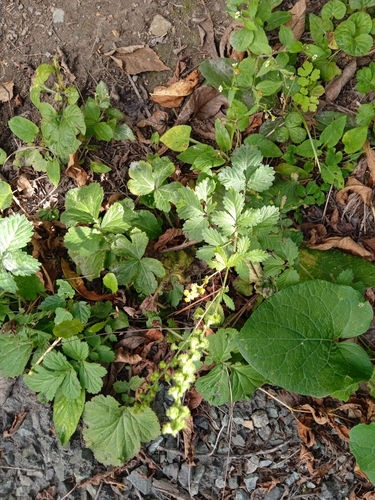 Agrimonia coreana iNat (2)
