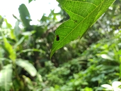 Coleoptera