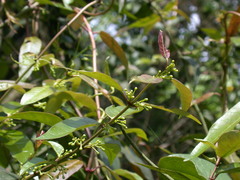 Gardneria multiflora