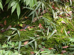 Gardneria multiflora