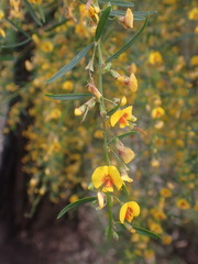 Bossiaea linophylla