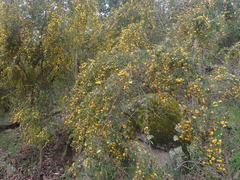 Bossiaea linophylla