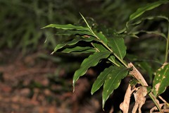 Alpinia arundelliana