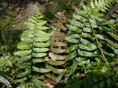 Diplazium wichurae