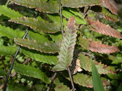 Diplazium wichurae