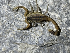 Centruroides vittatus