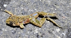 Fejervarya multistriata