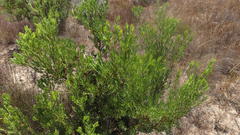 Leucadendron chamelaea