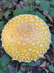 Amanita muscaria guessowii