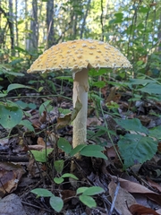 Amanita muscaria guessowii