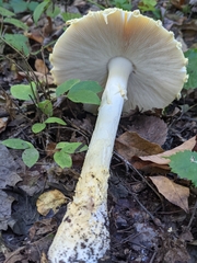 Amanita muscaria guessowii