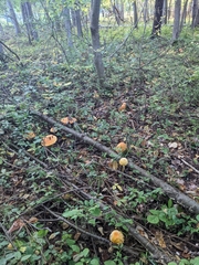 Amanita muscaria guessowii