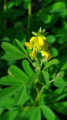 Crotalaria medicaginea