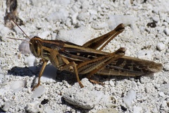 Schistocerca serialis cubense