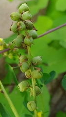 Crotalaria medicaginea
