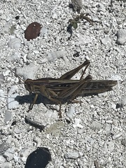 Schistocerca serialis cubense