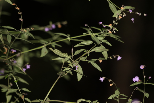 Image of Prostanthera ovalifolia by (c) Greg Tasney, some rights reserved (CC BY-SA)
