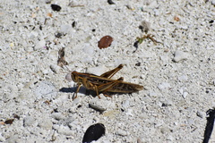 Schistocerca serialis cubense