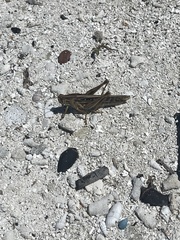 Schistocerca serialis cubense