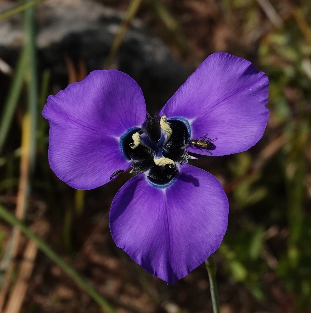 Moraea gigandra; photograph (c) desertnaturalist, some rights reserved (CC BY)