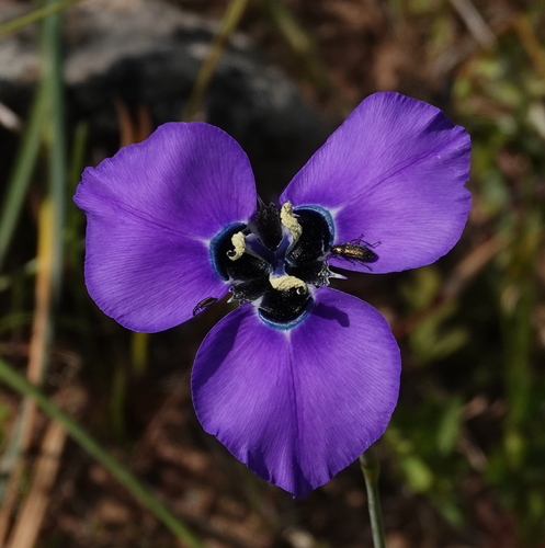 Great Flappie (Moraea gigandra)