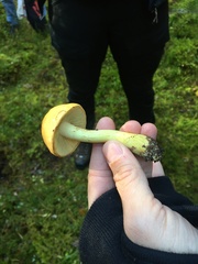 Cortinarius percomis