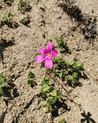 Oxalis arenaria