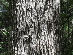 Faurea macnaughtonii