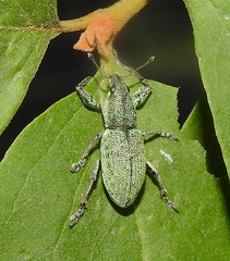 Curculionidae