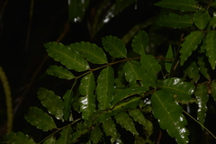 Cupaniopsis baileyana