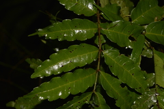 Cupaniopsis baileyana