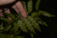 Cupaniopsis baileyana