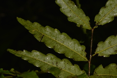 Cupaniopsis baileyana